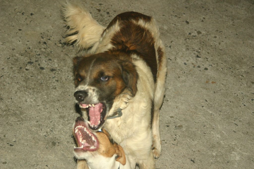 dogs-fight-688649-1-1024x683